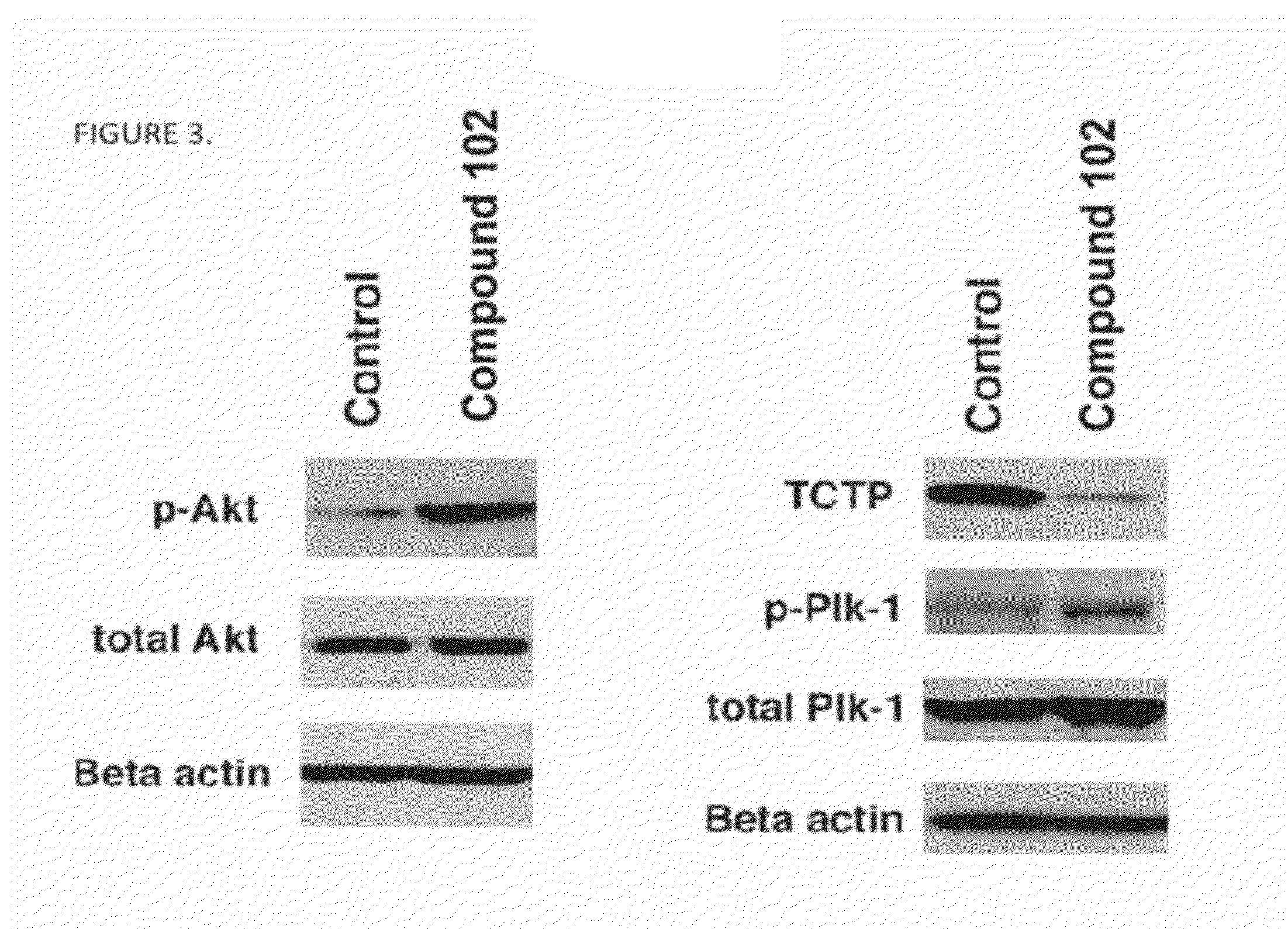 Methods of modulating cell regulation by inhibiting p53