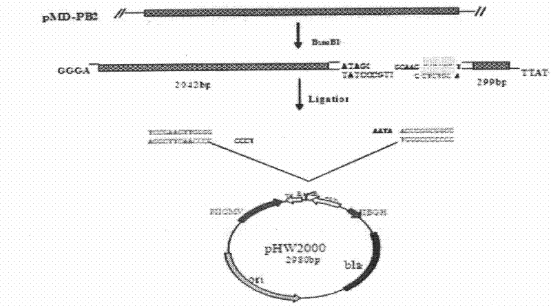 Recombinant H5N1 (Hemagglutinin 5 Neuraminidase 1) avian influenza virus cell vaccine and application thereof