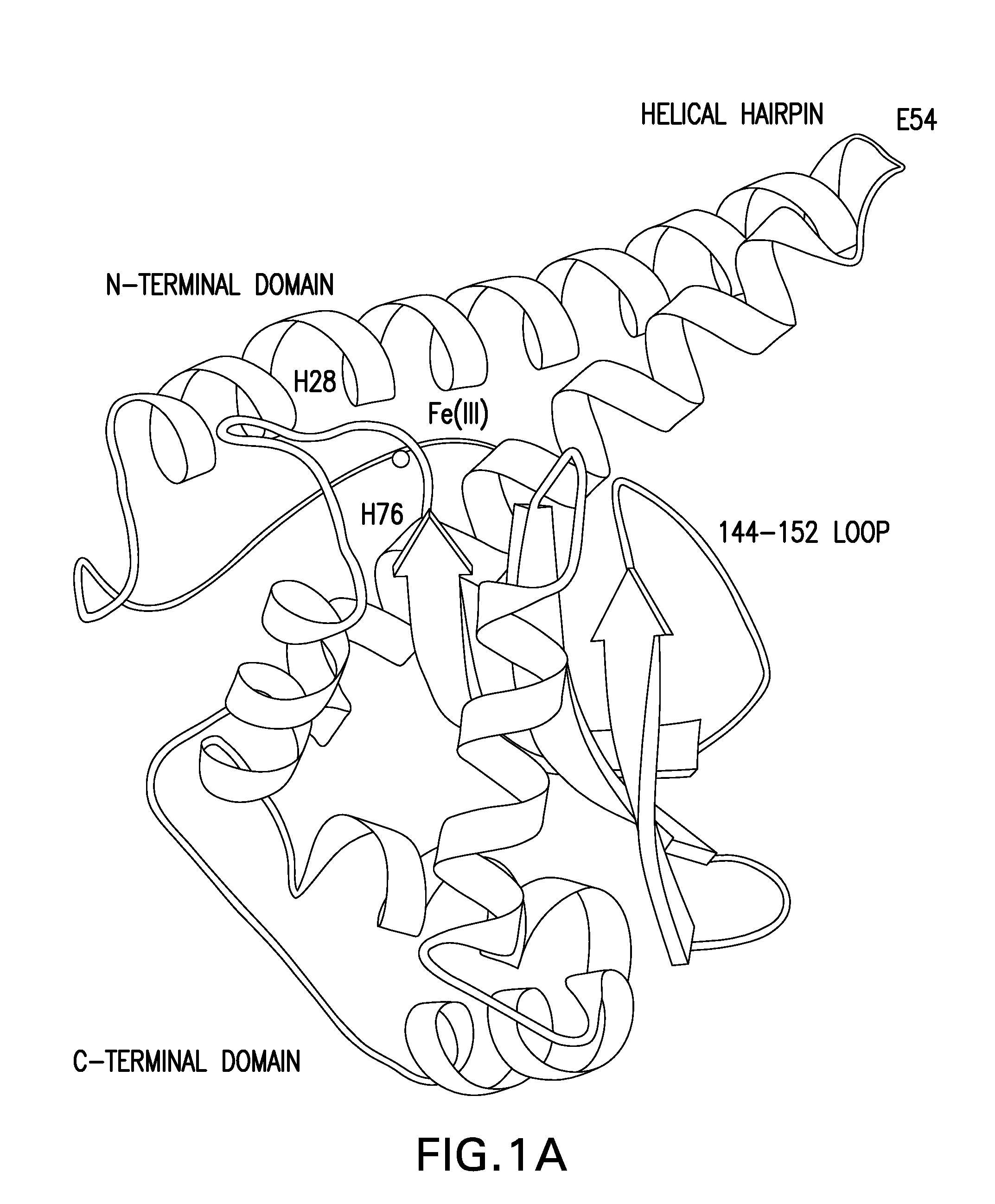 Methods of enhancing the immunogenicity of mycobacteria and compositions for the treatment of cancer, tuberculosis, and fibrosing lung diseases