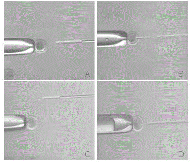 Method for improving transferring efficiencies of pig somatic cell nucleuses