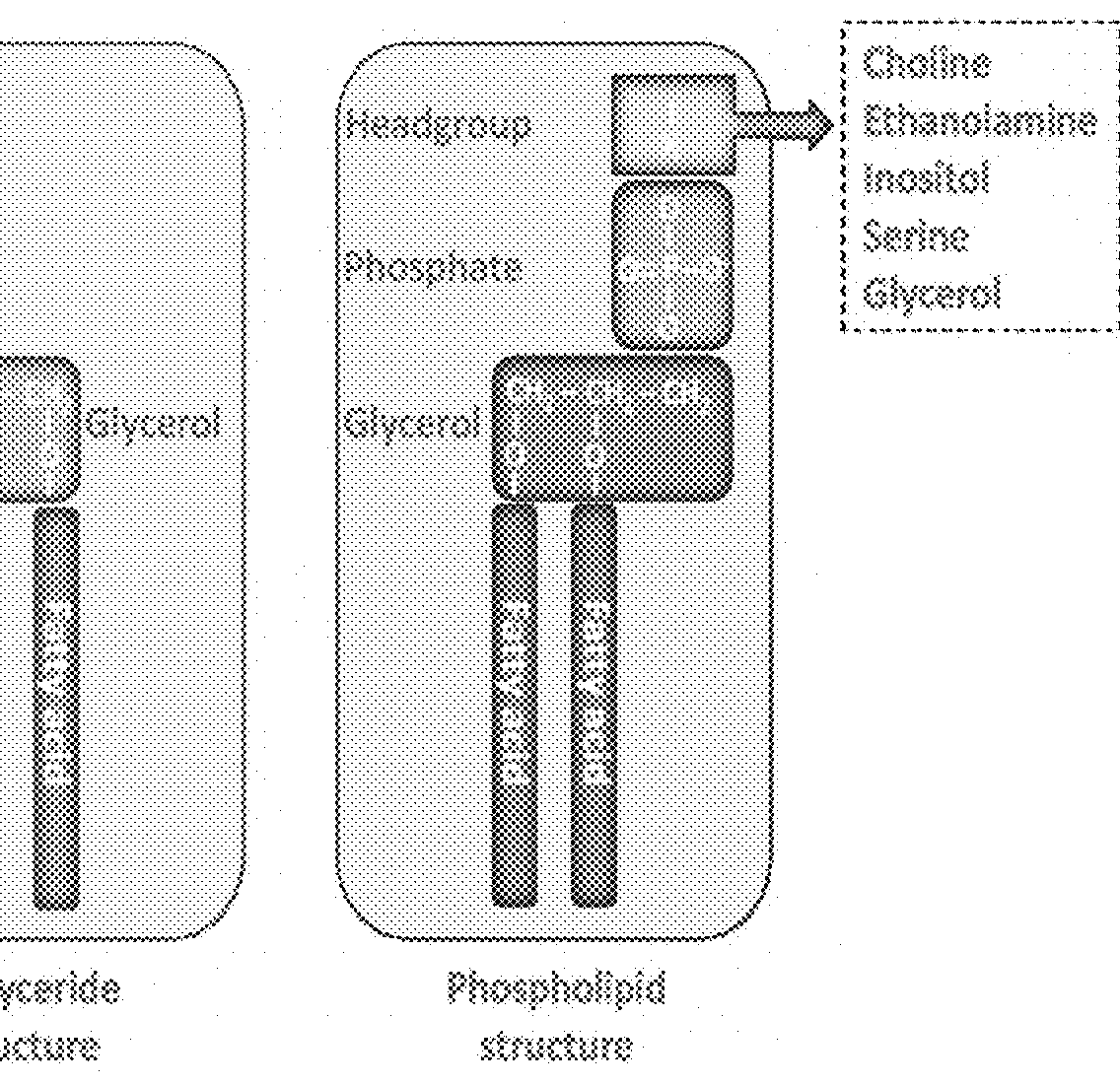 Essential nutrients and related methods