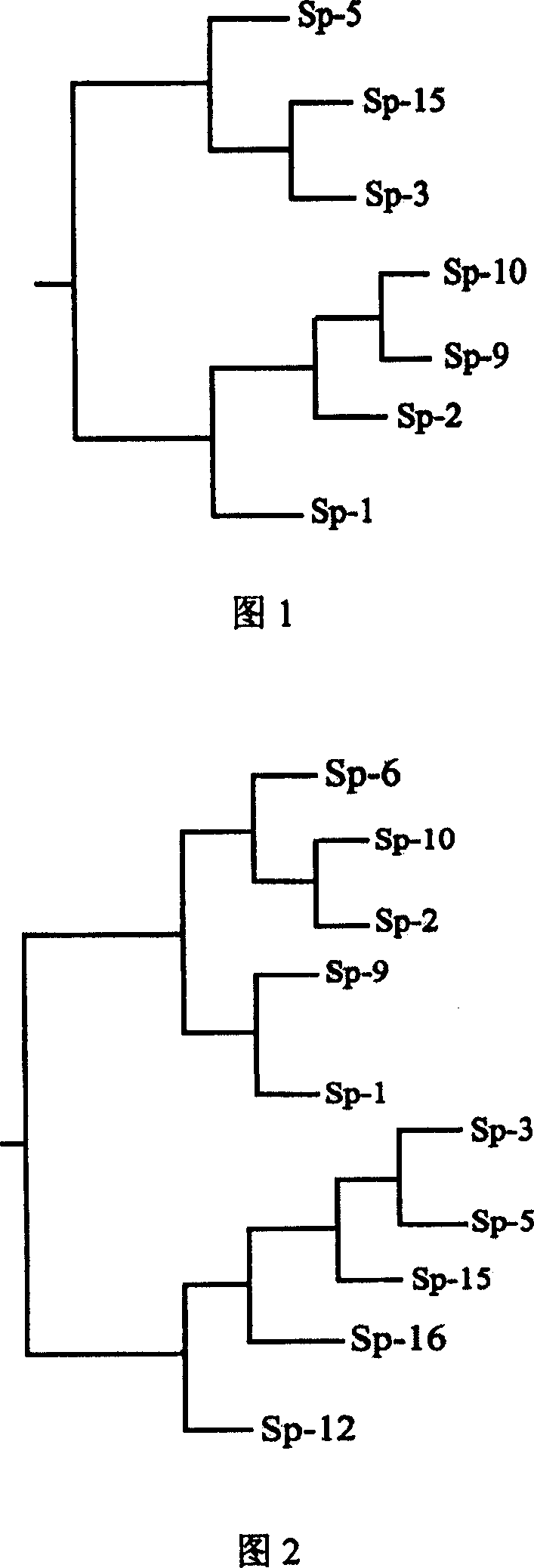 Method for screening high quality spirulina princeps strain for large scale production