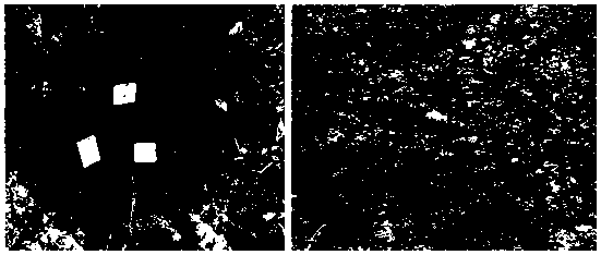 Modified corn straw flame-retardant degradable foam material and preparation method thereof