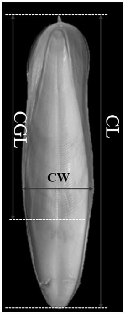 Method for identifying day age of cuttlefish by utilizing cuttlefish bones