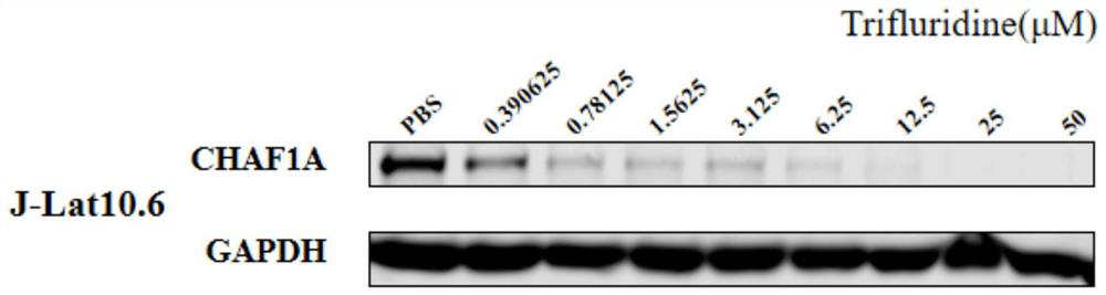 Application of trifluridine in preparation of HIV-1 drug