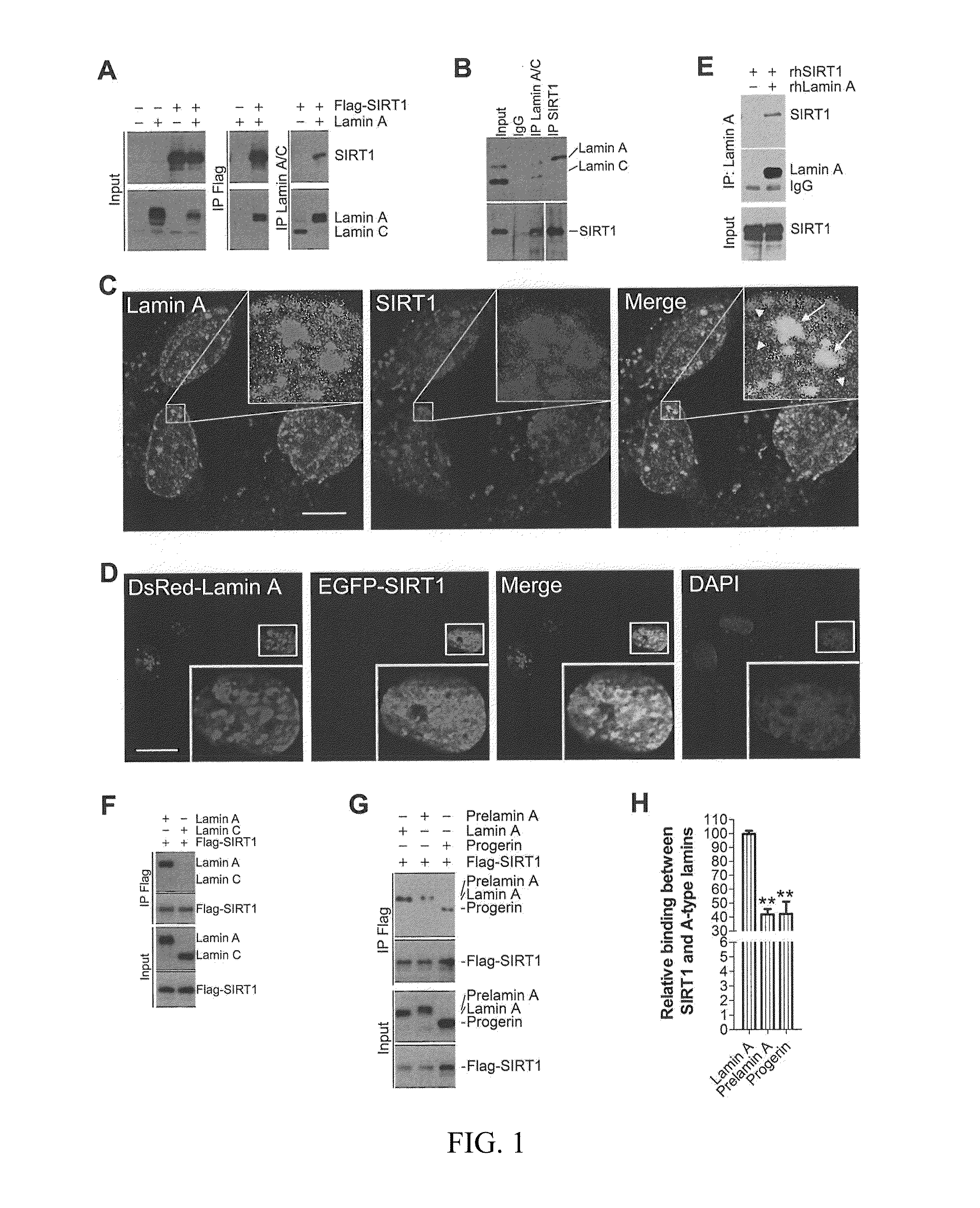 Lamin A, An Activator of Longevity/Anti-Aging SIRT1 Protein