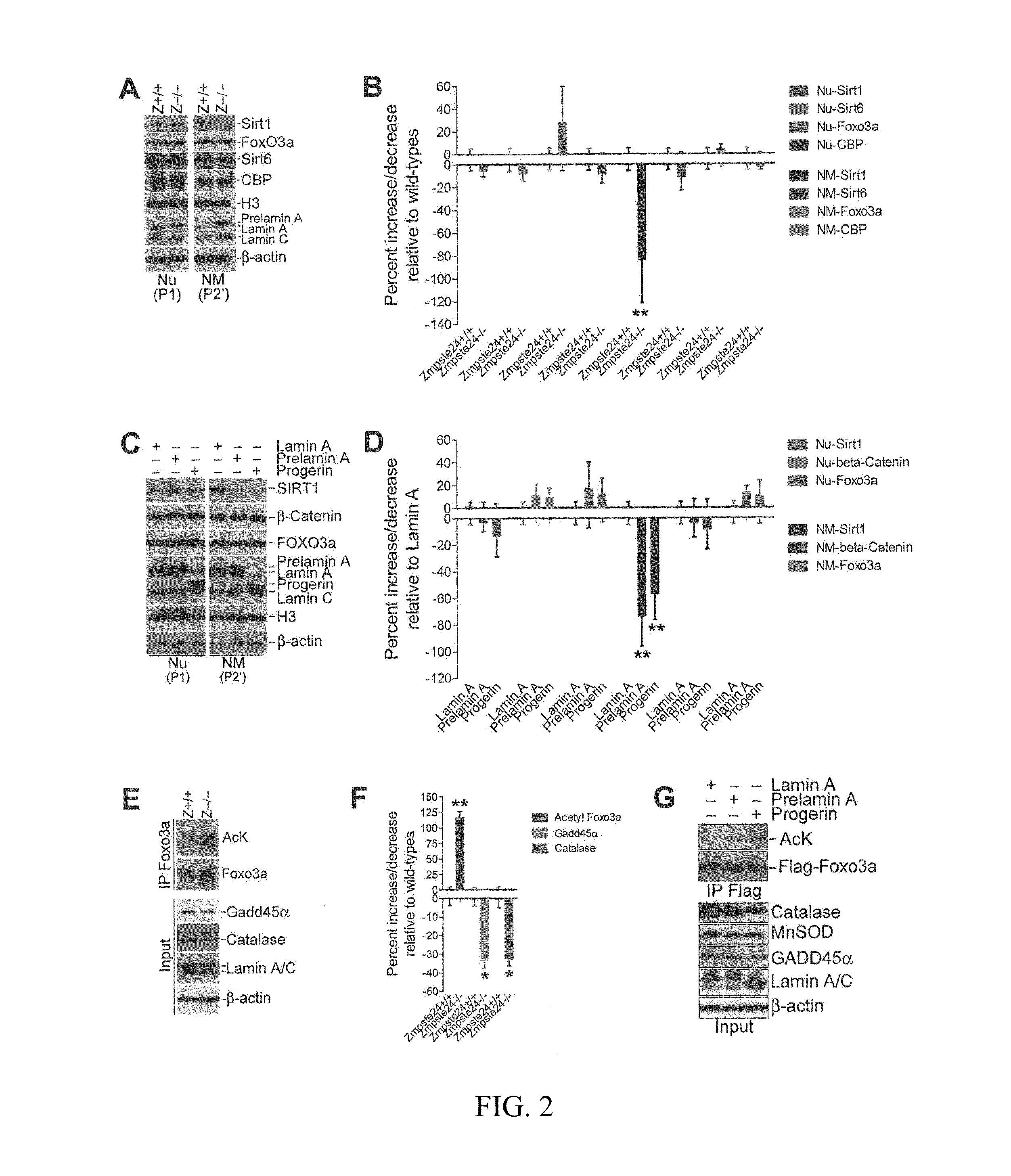 Lamin A, An Activator of Longevity/Anti-Aging SIRT1 Protein