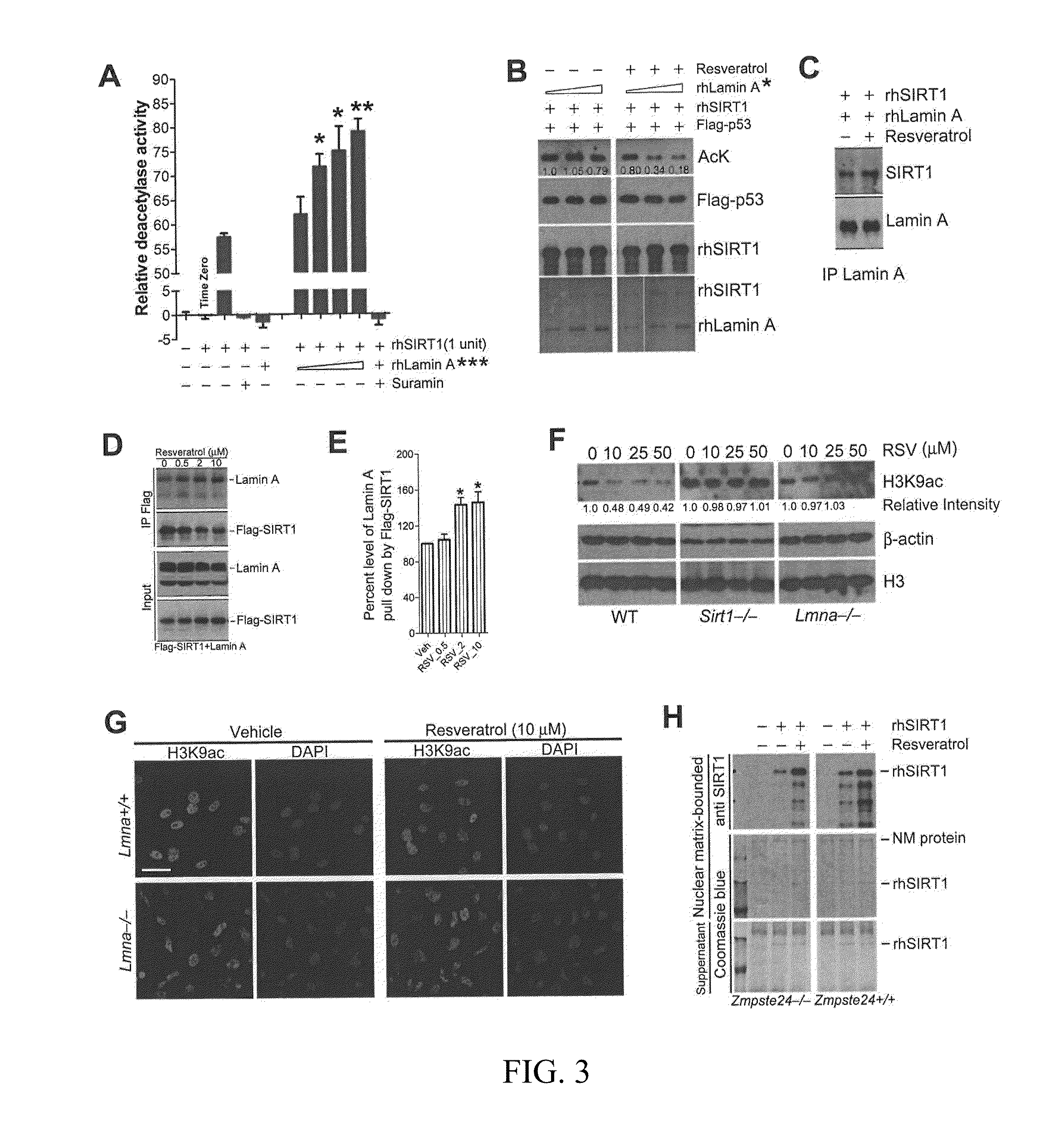 Lamin A, An Activator of Longevity/Anti-Aging SIRT1 Protein