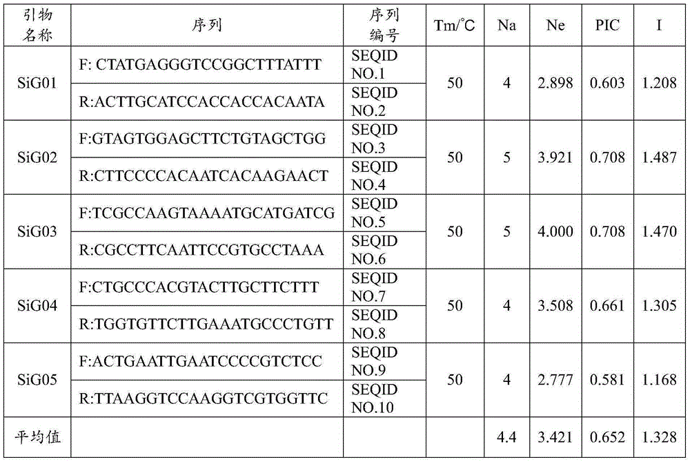 Method for identifying foxtail millet variety by adopting SSR molecular marker technique and application