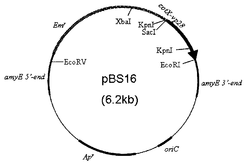 Application of utilizing bacillus subtilis spore coat protein CotX as molecular carrier adopting spore surface to display exogenous proteins