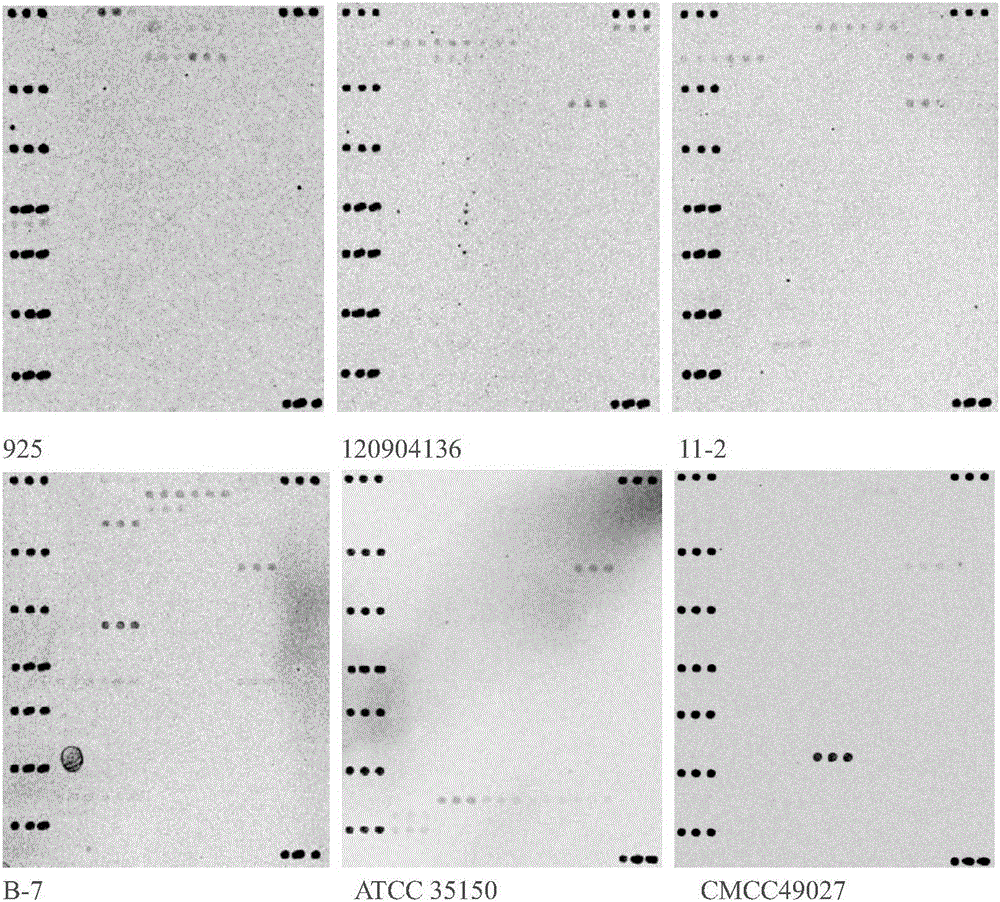 Animal-derived food pathogen identification and drug-resistant and toxic gene detection composite chip