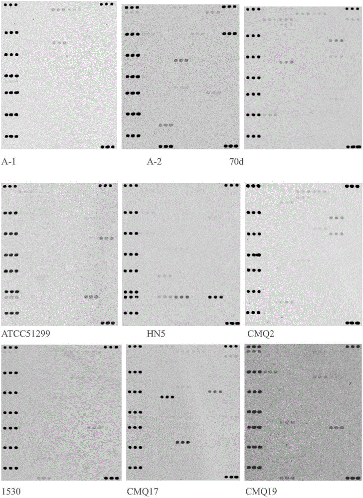 Animal-derived food pathogen identification and drug-resistant and toxic gene detection composite chip