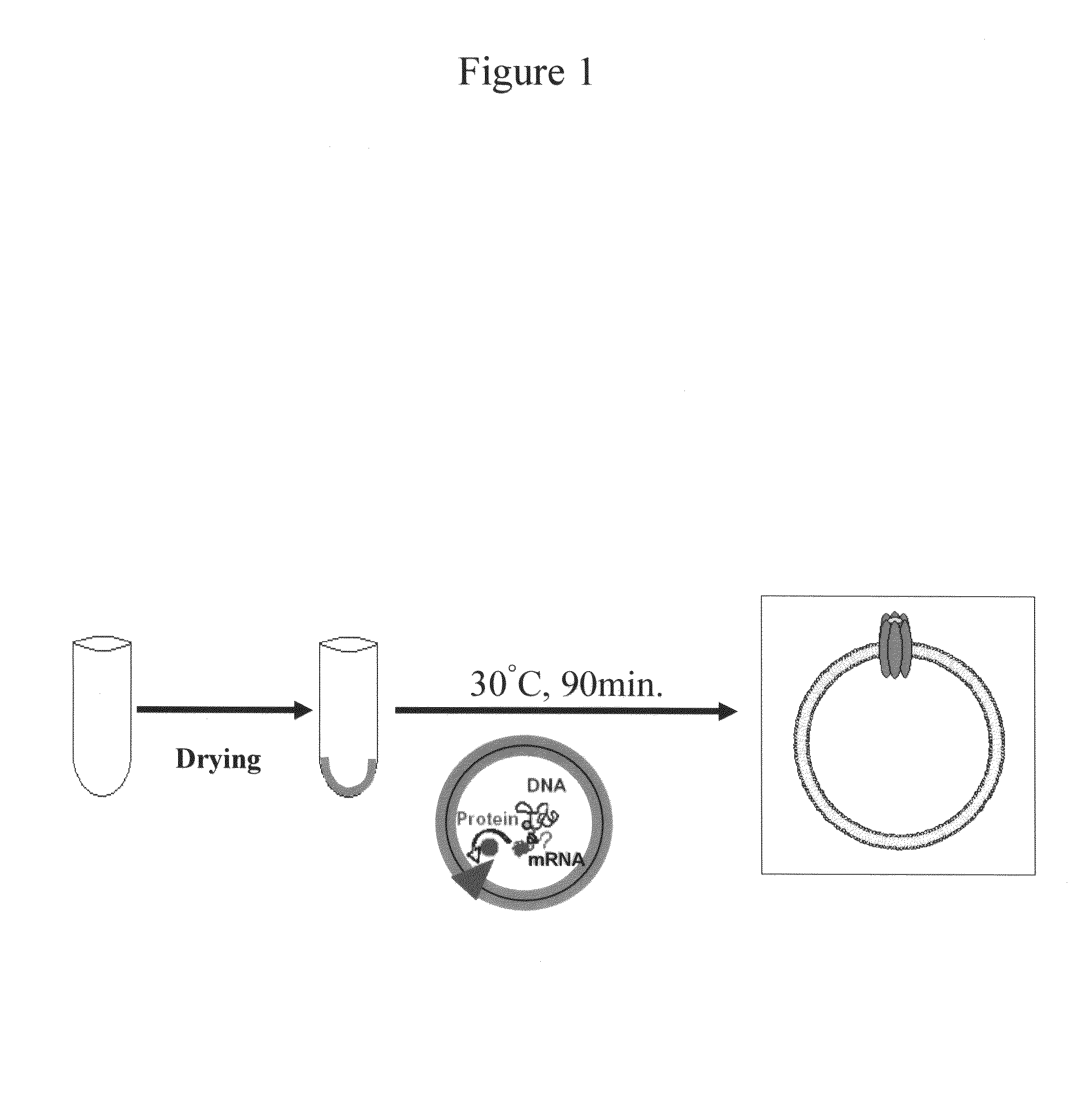 Liposome and method for injecting substance to cell using this liposome