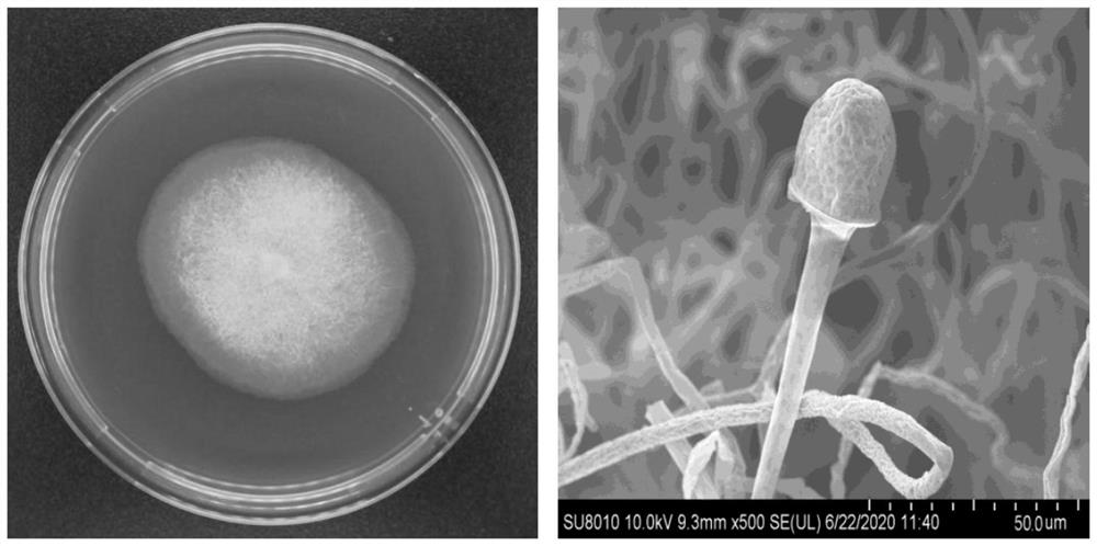 Rhizopus oligosporus,bean dreg fermented product and preparation method of bean dreg fermented product