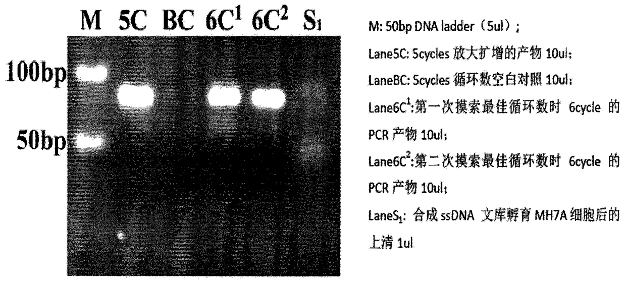 Aptamer specifically targeting inflammatory synoviocytes in rheumatoid arthritis and its application