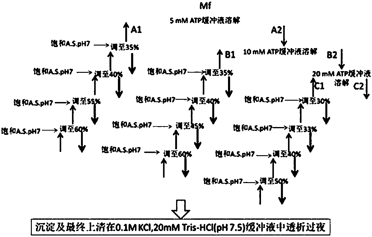 Muscle protein purifying method