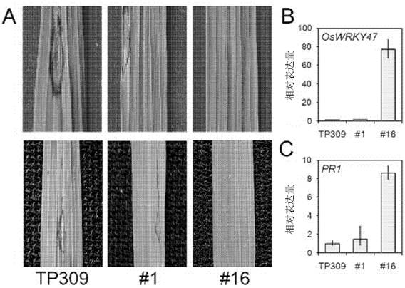 Pyricularia oryzae resistant oryza sativa gene OsWRKY47 and application thereof