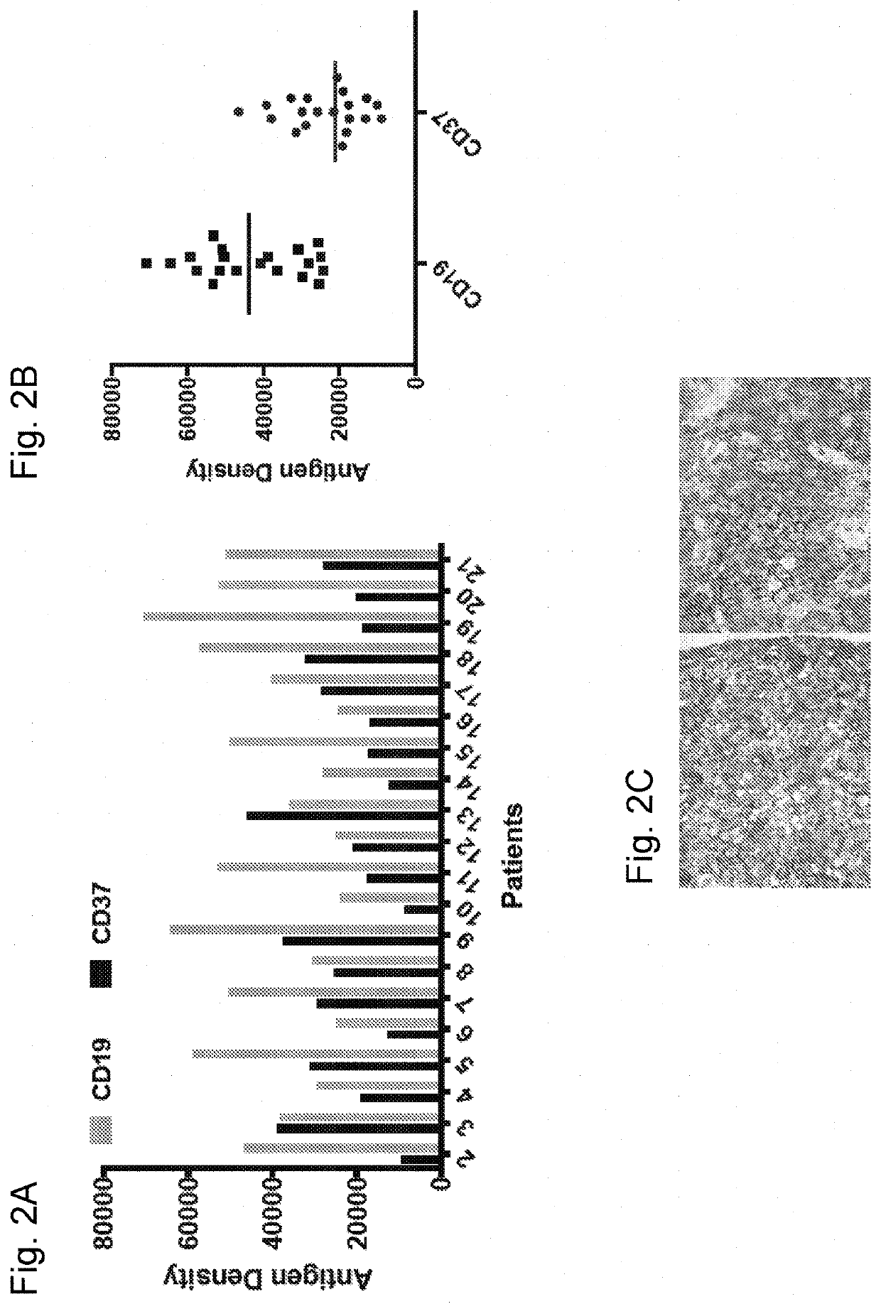 Chimeric antigen receptors targeting cd37 and cd19