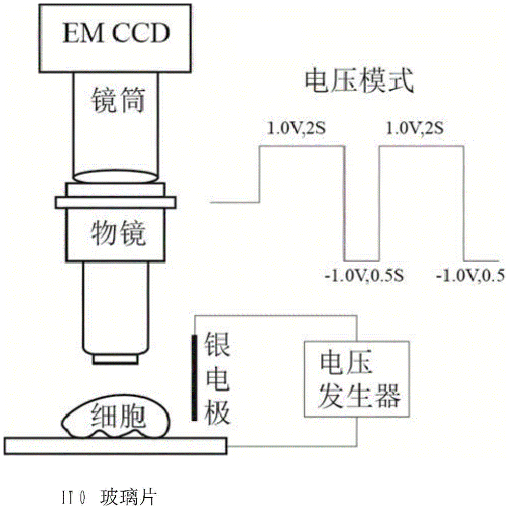 An electrochemiluminescence imaging device and its application