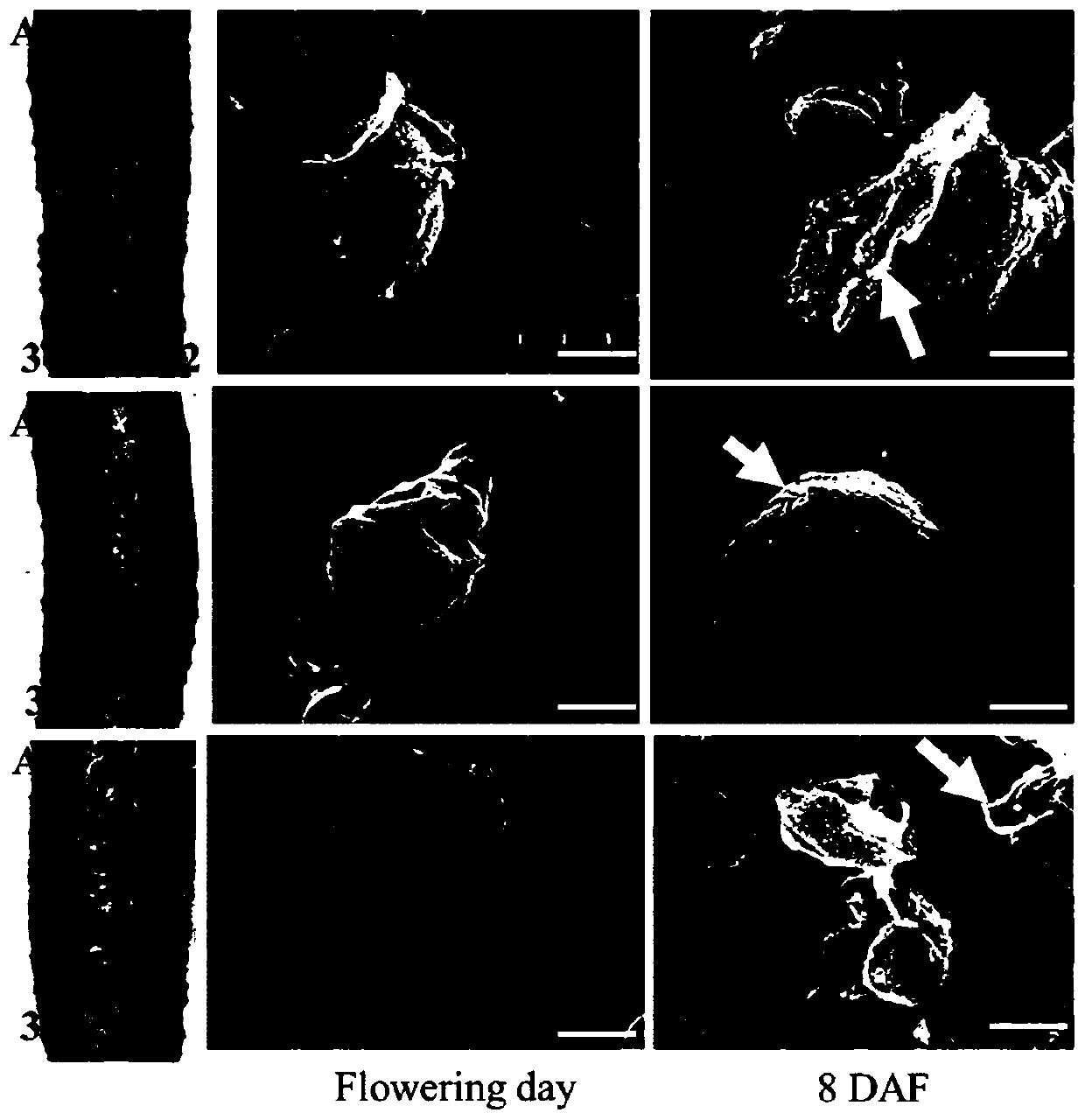 Cucumber CsLsi2 gene, protein coded by same and application of cucumber CsLsi2 gene