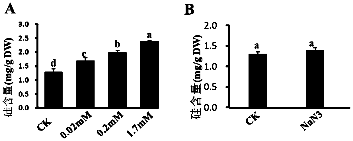 Cucumber CsLsi2 gene, protein coded by same and application of cucumber CsLsi2 gene