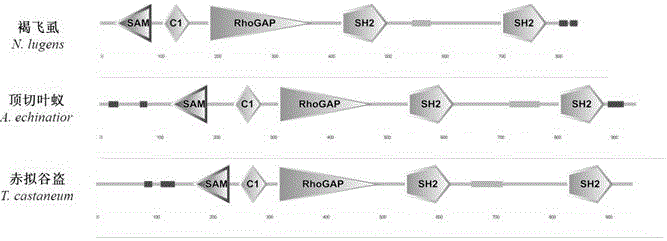 nlpik3r1 gene, encoded protein and its application related to the survival, growth and development of brown planthopper