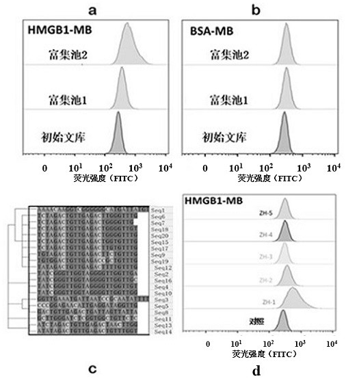 Nucleic acid aptamers targeting and antagonizing HMGB1 molecules