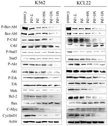 BCR-ABL fusion protein mutant, encoding gene and expression carrier thereof, and construction method and application of the expression carrier