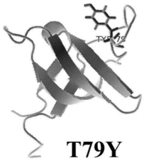 BCR-ABL fusion protein mutant, encoding gene and expression carrier thereof, and construction method and application of the expression carrier