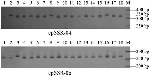 Camellia polymorphic chloroplast genome microsatellite molecular marker primers and method for screening and discriminating related species