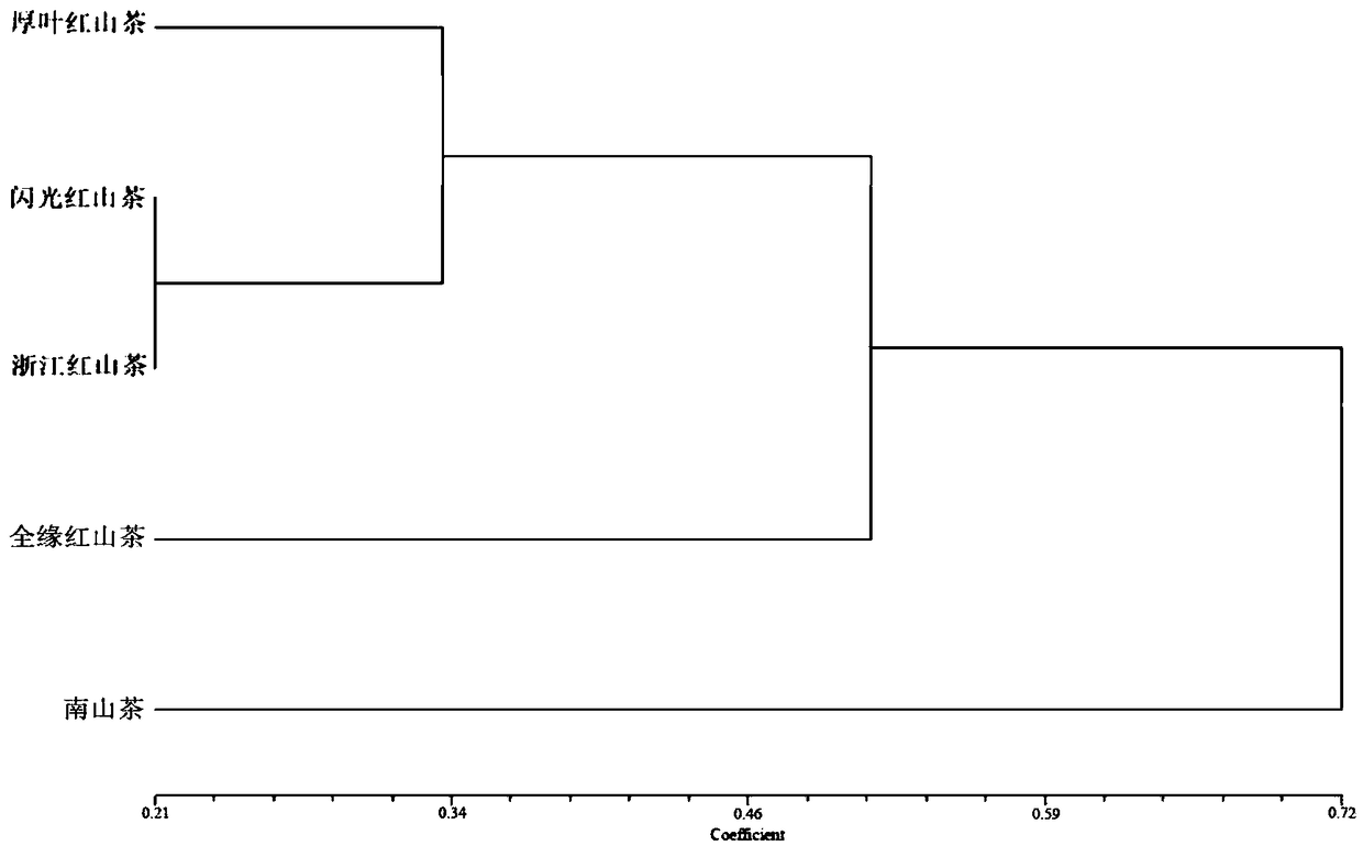 Camellia polymorphic chloroplast genome microsatellite molecular marker primers and method for screening and discriminating related species