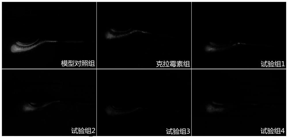 Food composition for resisting helicobacter pylori