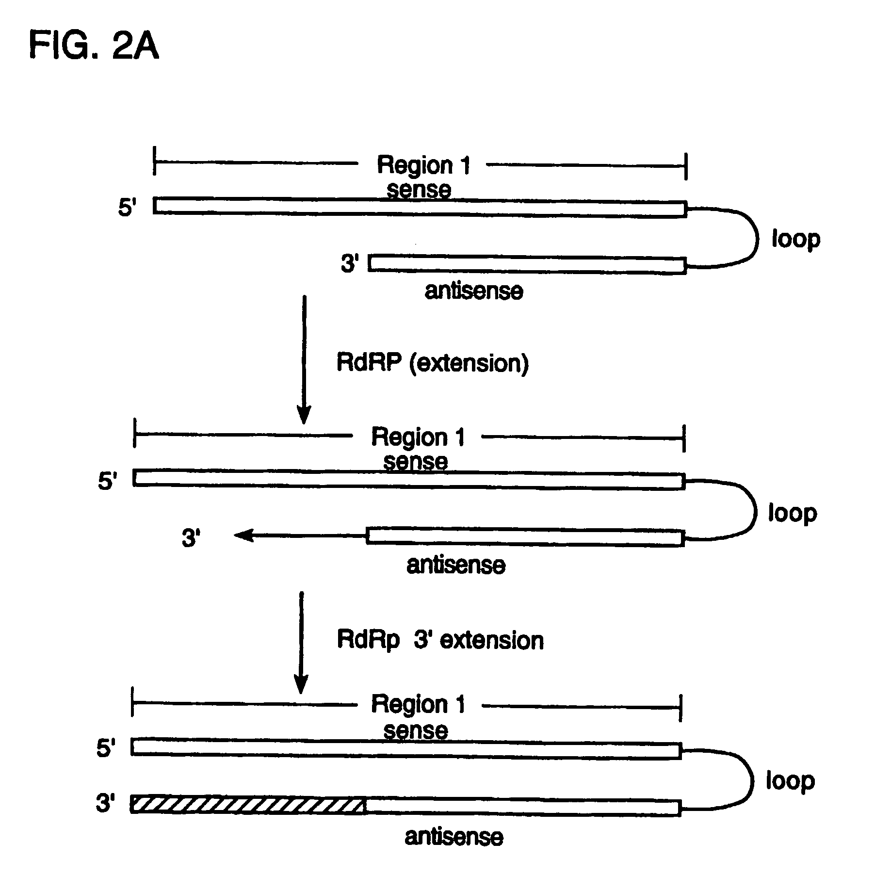 Double stranded rna structures and constructs, and methods for generating and using the same