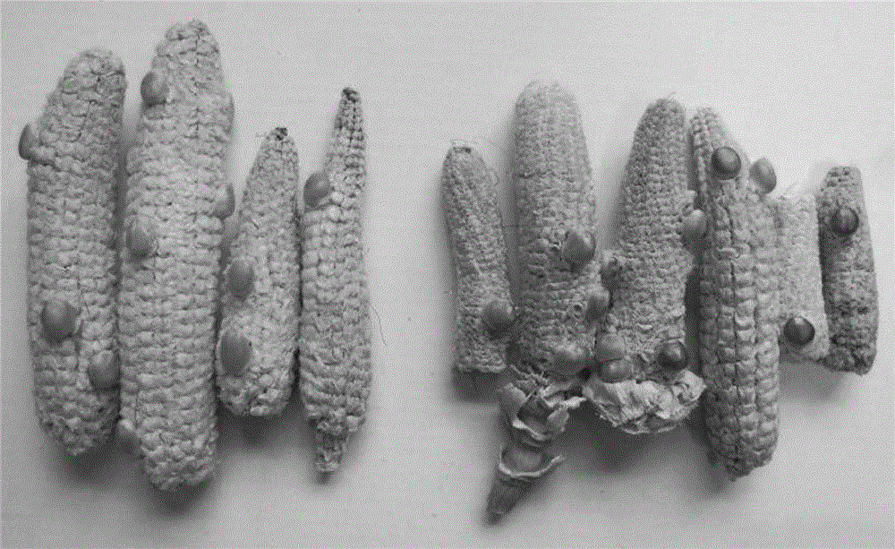 Pigment-related genes as visual markers for pollen-mediated plant transgenesis