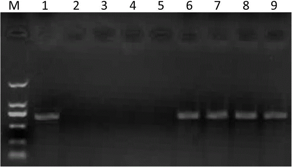 Pigment-related genes as visual markers for pollen-mediated plant transgenesis