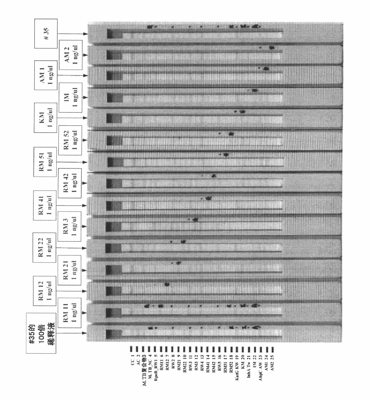 Method for preparing nucleic acid probe-coated porous solid support strip