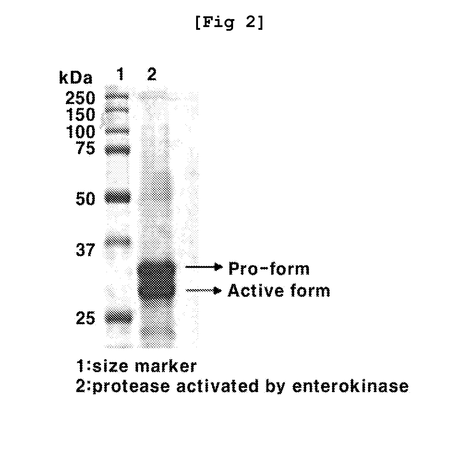 2-hydroxyarylamide derivative or pharmaceutically acceptable salt thereof, preparation method thereof, and pharmaceutical composition for preventing or treating cancer containing same as active ingredient
