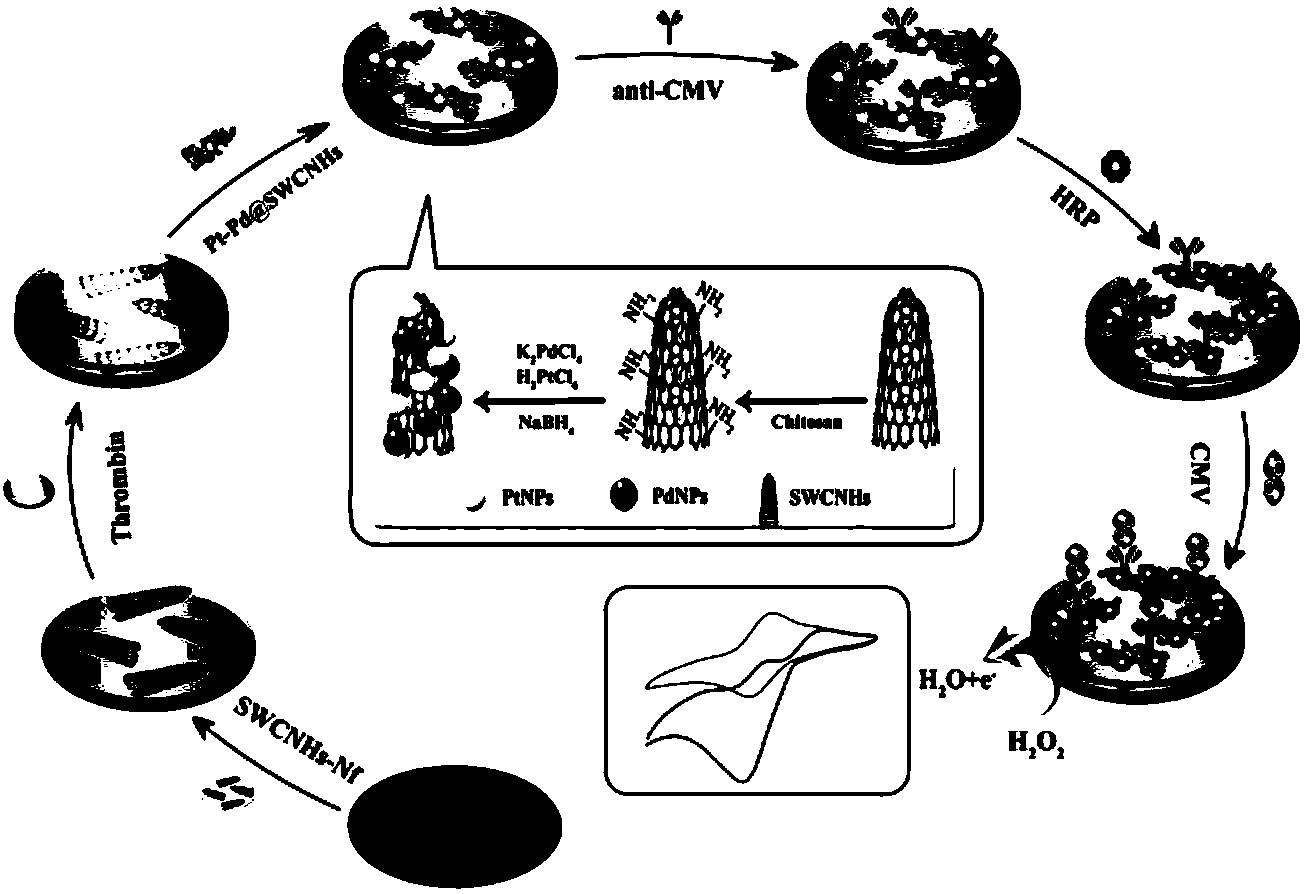 Electrode modified with single-walled carbon nanohorn-platinum and palladium nano particles and cytomegalovirus pp65 antibody and preparation method and application thereof