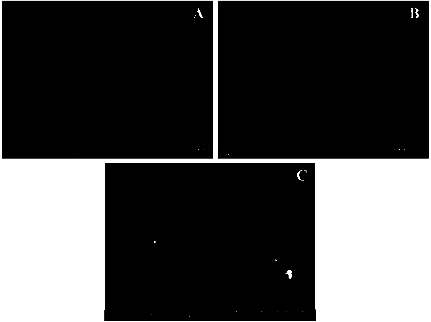 Electrode modified with single-walled carbon nanohorn-platinum and palladium nano particles and cytomegalovirus pp65 antibody and preparation method and application thereof