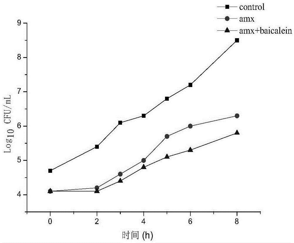 Veterinary mixed suspension with amoxicillin and baicalein and preparation method of veterinary mixed suspension