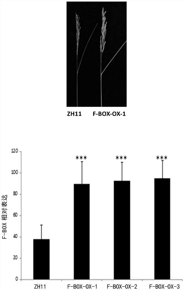 F-box protein regulating leaf inclination and its application