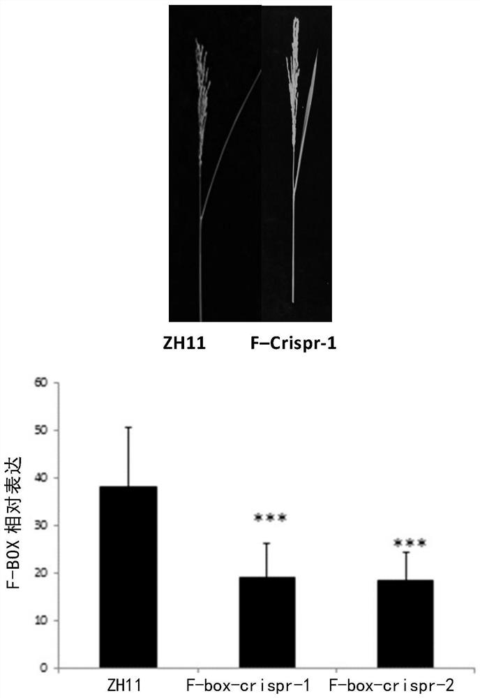 F-box protein regulating leaf inclination and its application