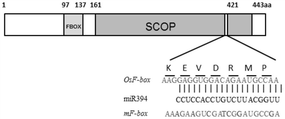 F-box protein regulating leaf inclination and its application