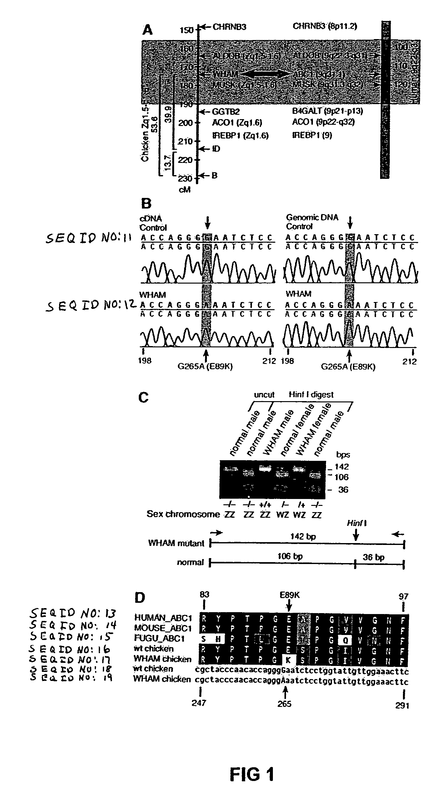 Cholesterol transport gene