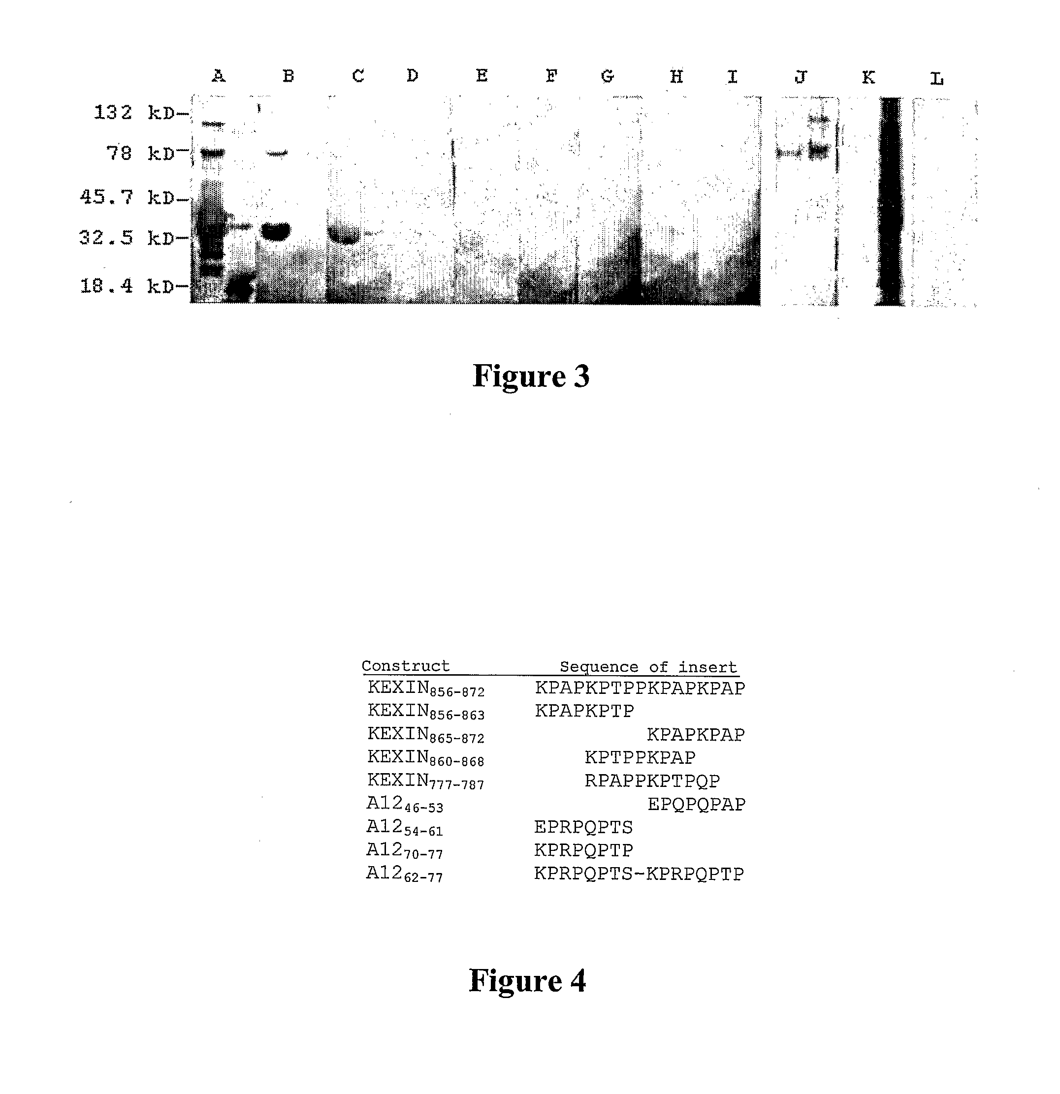 Polypeptides And Immunogenic Conjugates Capable of Inducing Antibodies Against Pathogens, and Uses Thereof