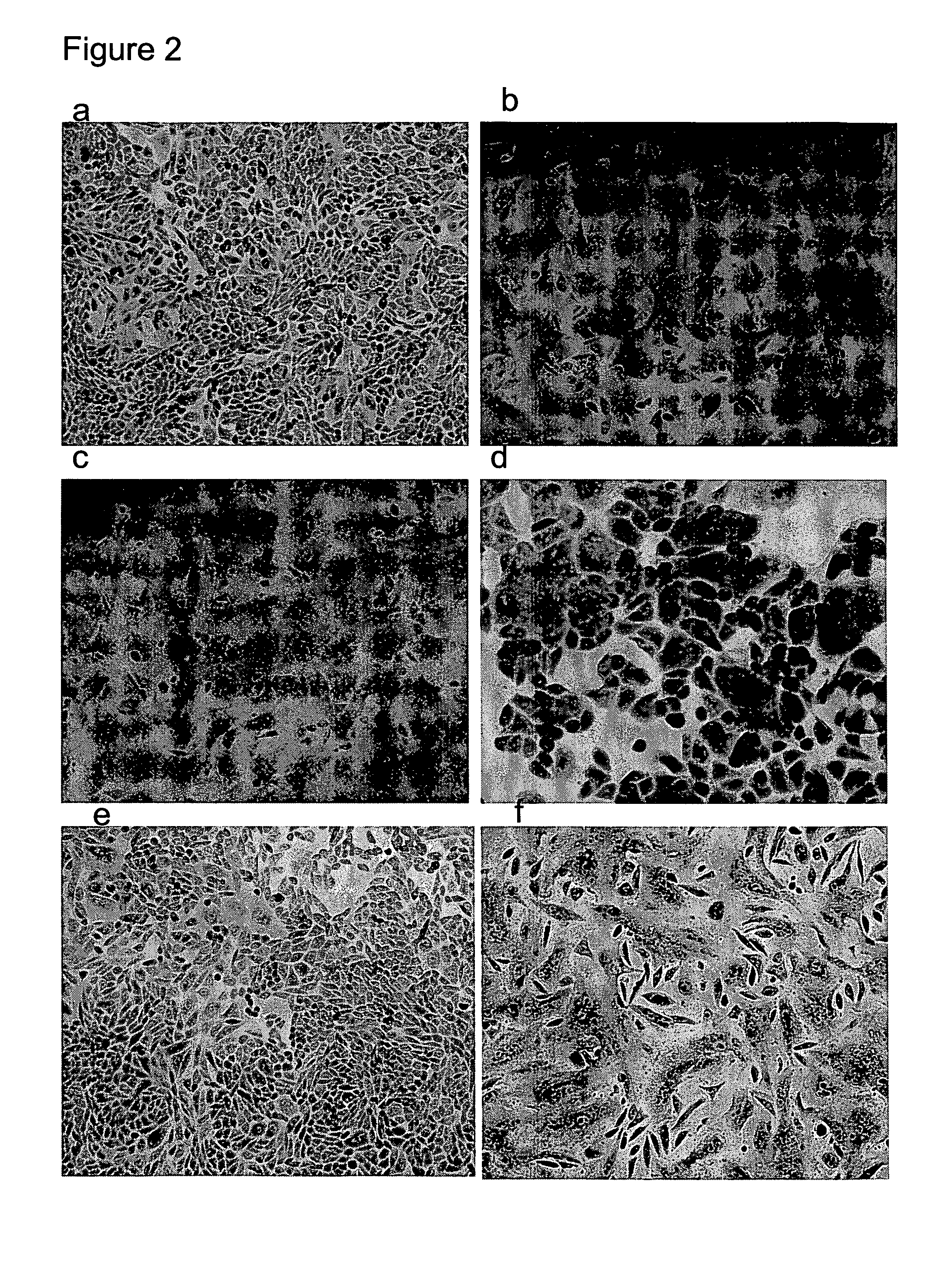 Monoclonal antibodies specific to the fusion peptide from hemagglutinin from influenza A viruses and uses thereof