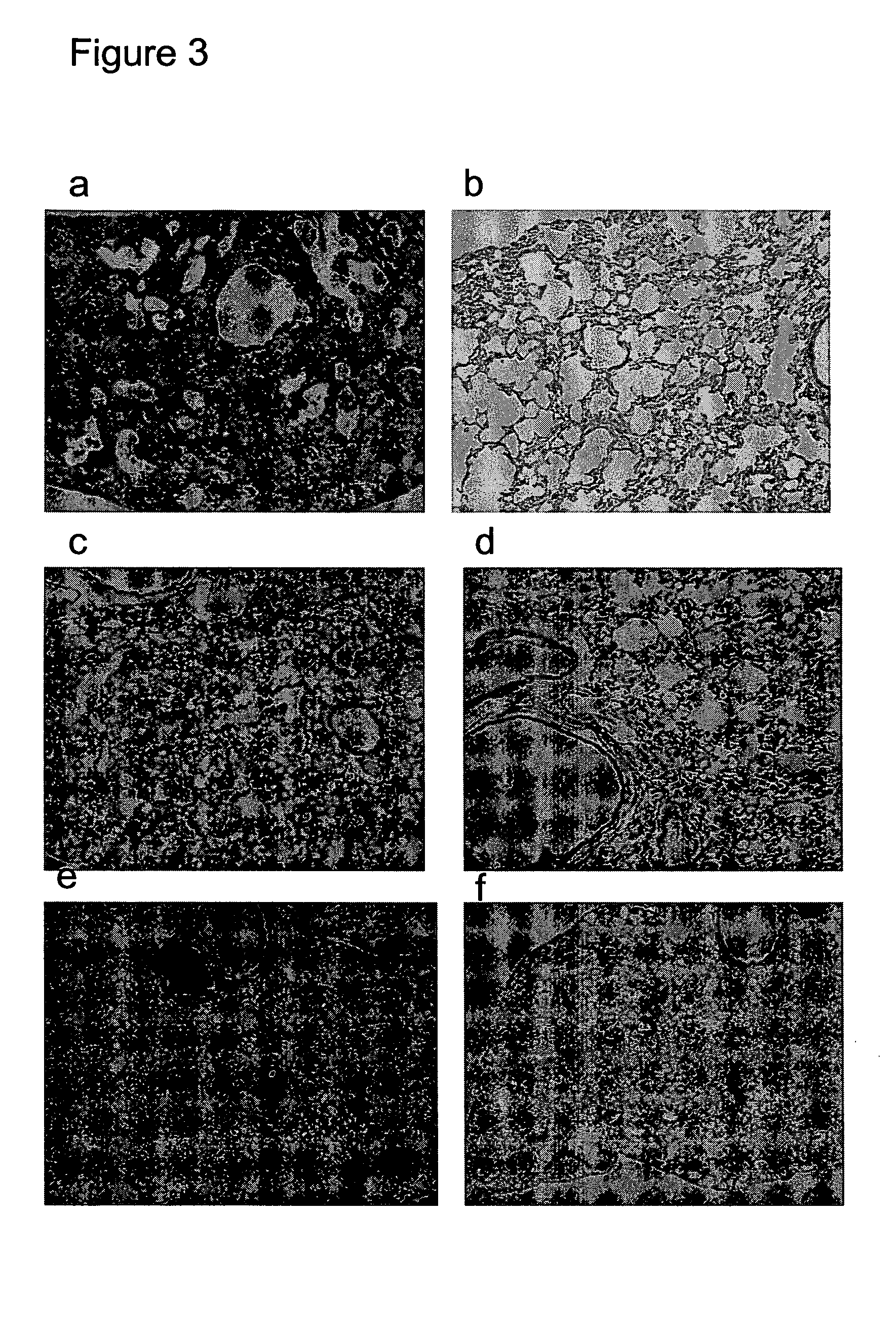 Monoclonal antibodies specific to the fusion peptide from hemagglutinin from influenza A viruses and uses thereof