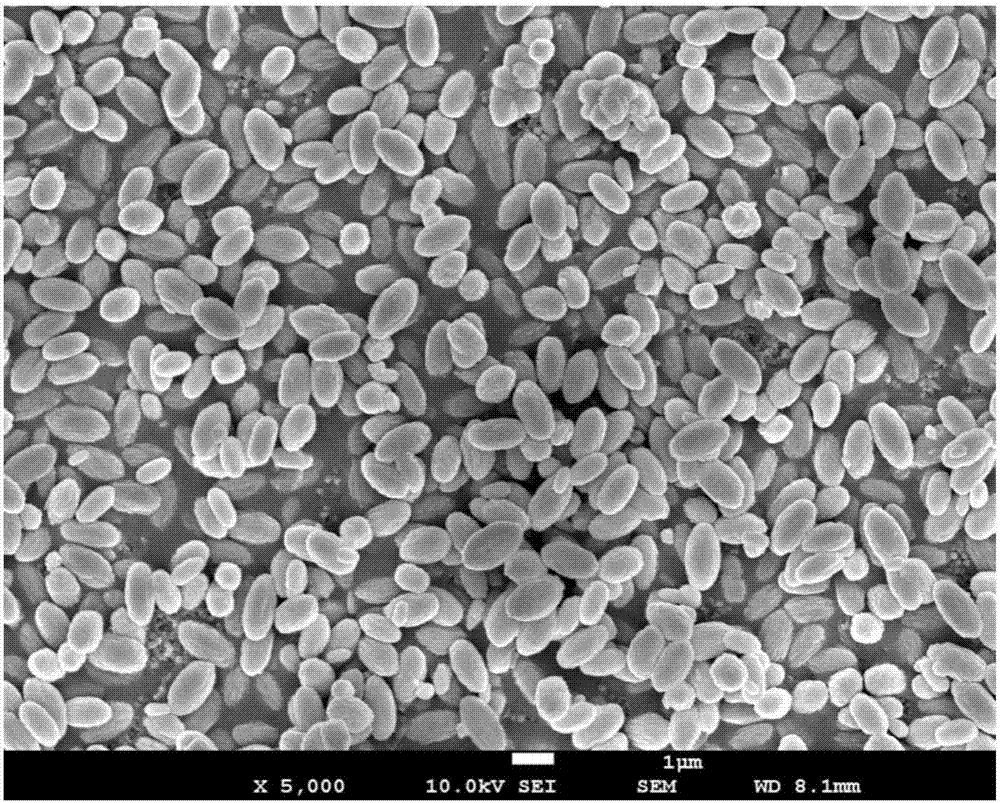 Mono-disperse gallium oxide powder and method for preparing high-density ceramic targets from mono-disperse gallium oxide powder