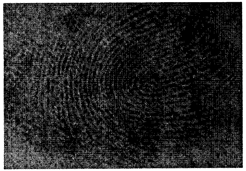 Method for latent fingerprint manifestation by magnetic fluorescent silicon dioxide