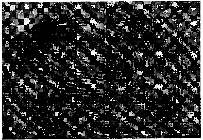 Method for latent fingerprint manifestation by magnetic fluorescent silicon dioxide